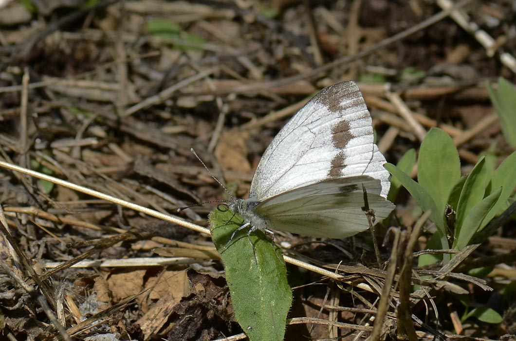 Pieris...sp?